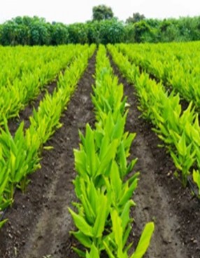 Best Result At The Farm Side